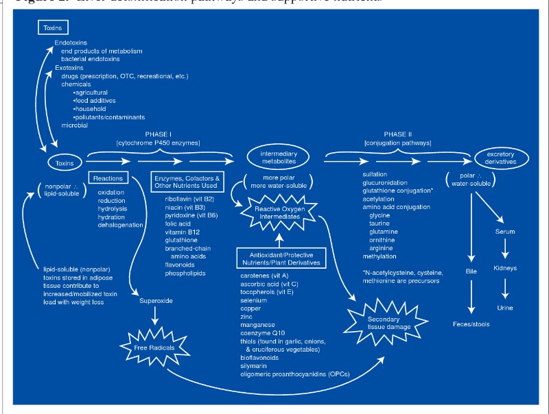 liver detox diagram