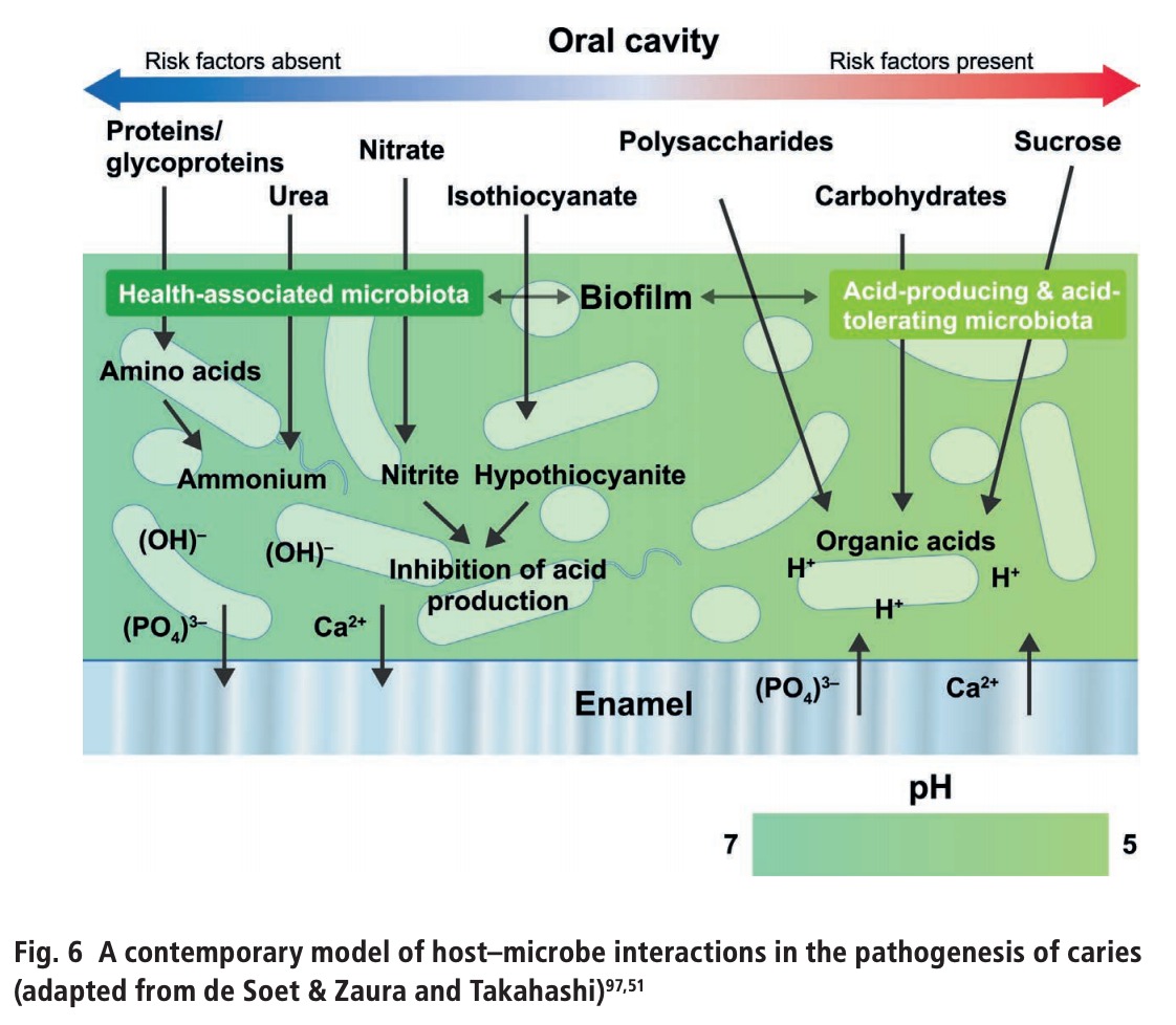 pathogenesis of caries diagram